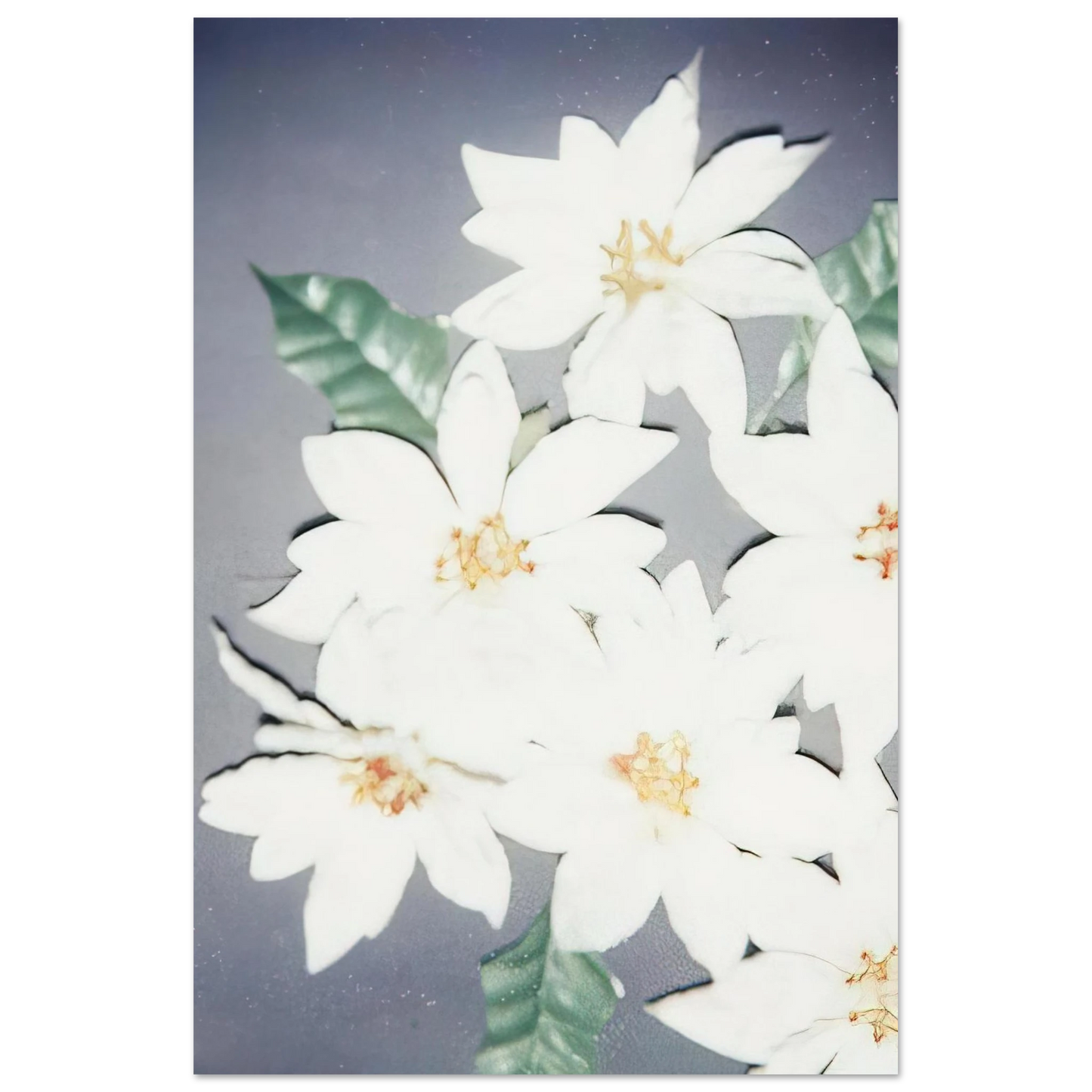 Andy Warhol - Christmas Poinsettias-White Fine Art Poster