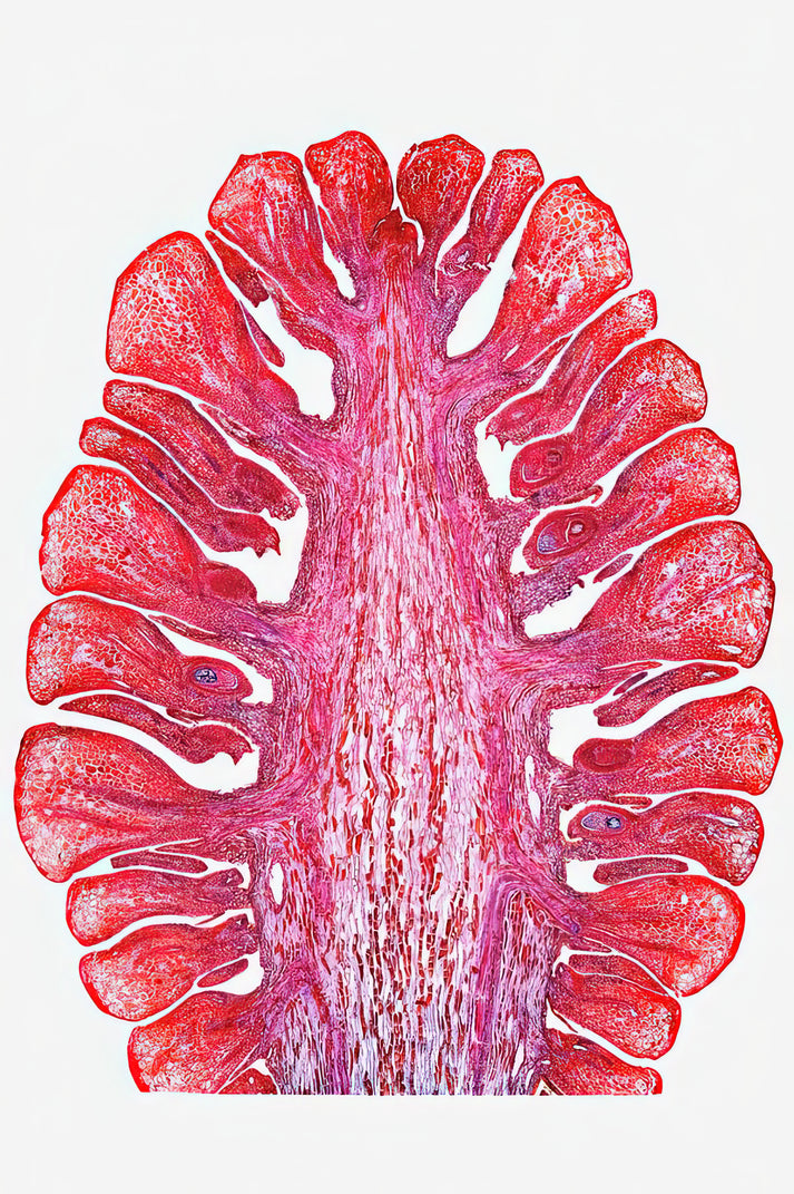 Female Pine Cone Art Print | Museum-Quality Fine Art Print | RedKalion