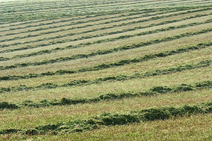 Wind Rows Art Print: Fine Art Print of Agricultural Landscapes | RedKalion