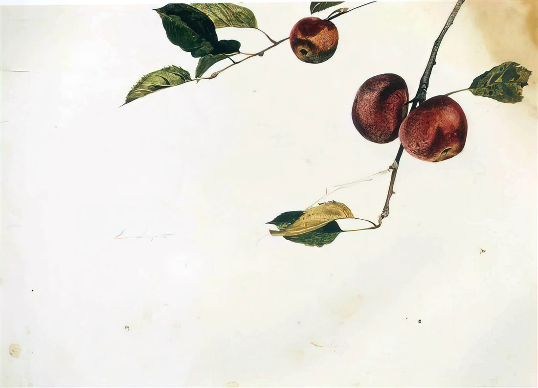 Andrew Wyeth Winter Paintings: The Stark Poetry of American Realism - APPLES ON A BOUGH STUDY BEFORE PICKING by Andrew Wyeth