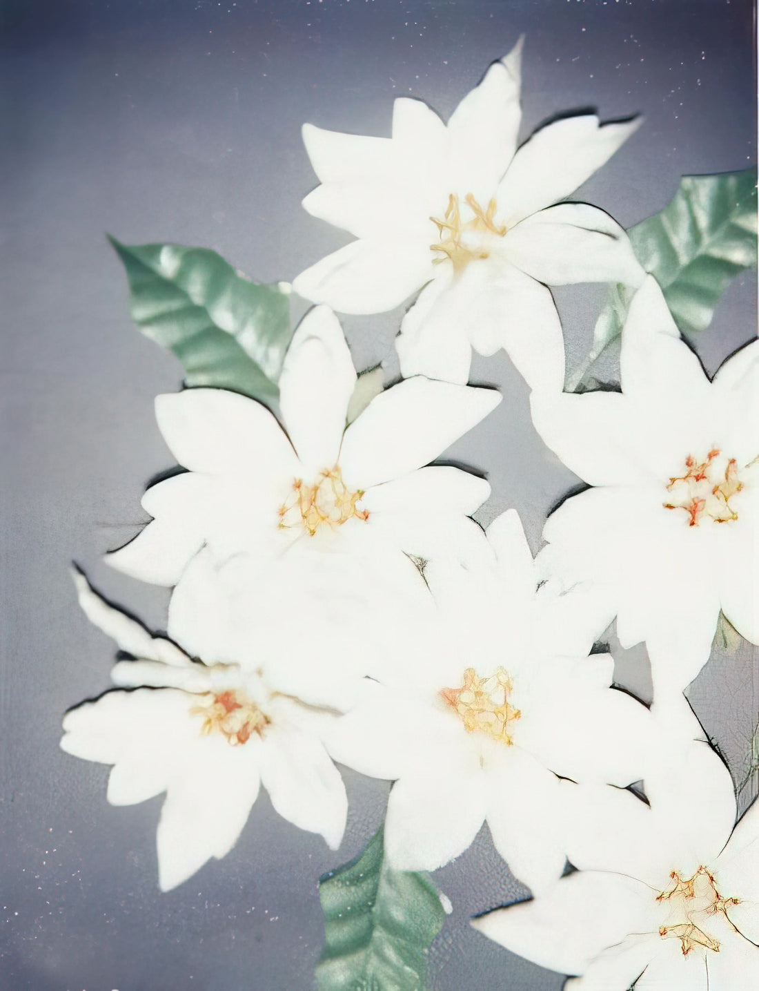 Elvis Presley Andy Warhol Print: The Iconic Pop Art Portrait - Christmas Poinsettias-White by Andy Warhol