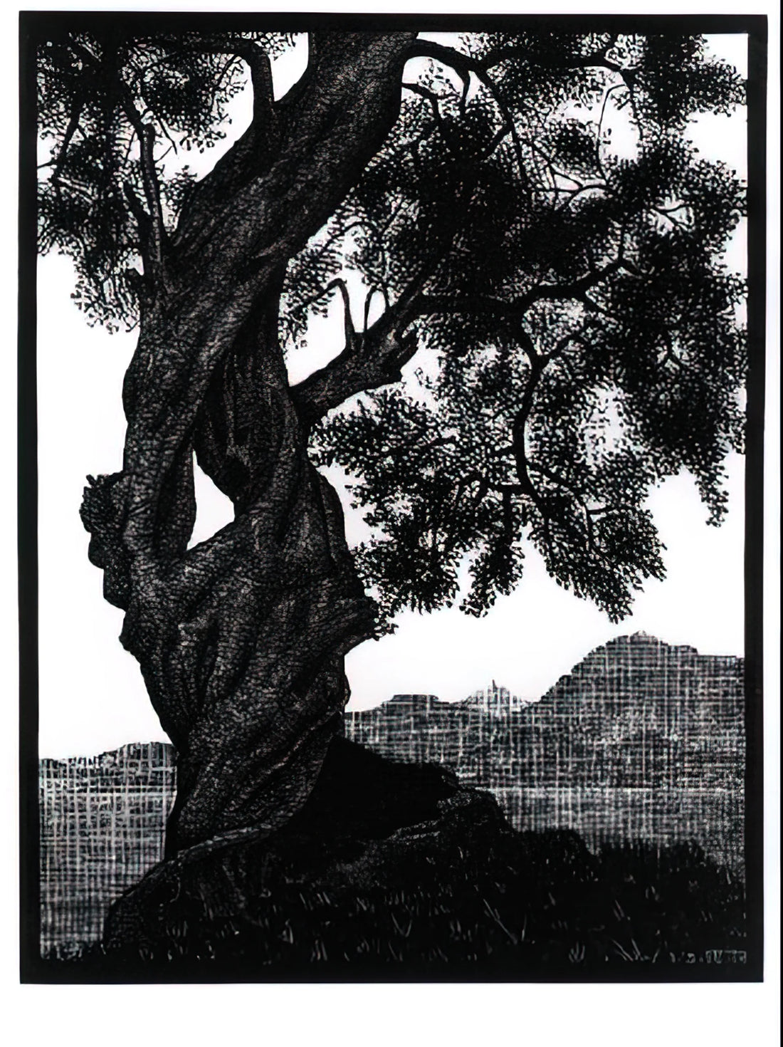 MC Escher Canvas: The Ultimate Guide to Owning His Mind-Bending Art Prints - OLD OLIVE TREE CORSICA by MC Escher