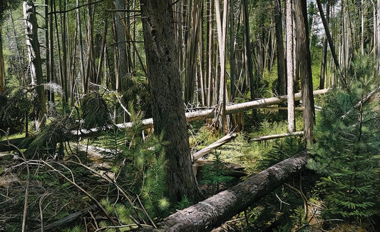 Richard Estes and Photorealism: The Master of Urban Reflection - NEAR HUNTERS BEACH ACADIA NATIONAL PARK 2008 by Richard Estes