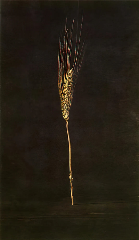 Taschen Salvador Dalí: The Definitive Guide to the Master of Surrealism - WHEAT EAR by Salvador Dali