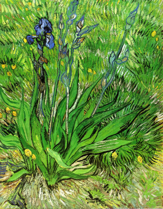 The Starry Night Poster Framed: A Collector's Guide to Van Gogh's Masterpiece - The Iris by Vincent van Gogh
