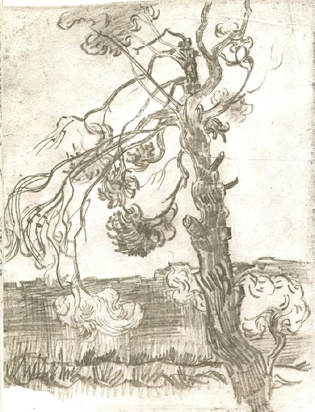 Vincent van Gogh Lithograph: A Rare Glimpse into the Artist's Printmaking Legacy - A Weather-Beaten Pine Tree by Vincent van Gogh