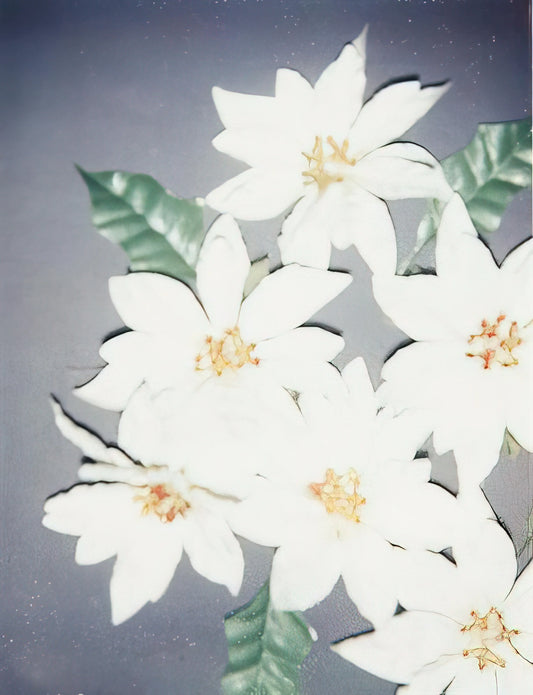 Warhol x Basquiat: The Unlikely Collaboration That Redefined 1980s Art - Christmas Poinsettias-White by Andy Warhol