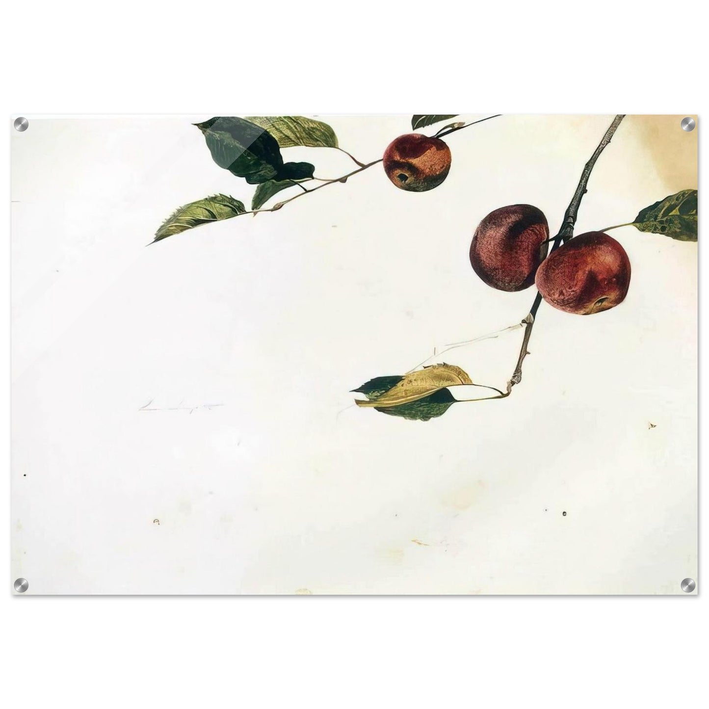 APPLES ON A BOUGH STUDY BEFORE PICKING - Andrew Wyeth Acrylic Print - 70x100 cm / 28x40″ inches
