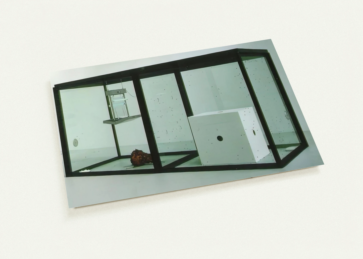 A THOUSAND YEARS By Damien Hirst Pack of 10 Post Cards | Damien Hirst Post Cards | A6 (10.5 x 14.8 cm) - 4.1 x 5.8 inches