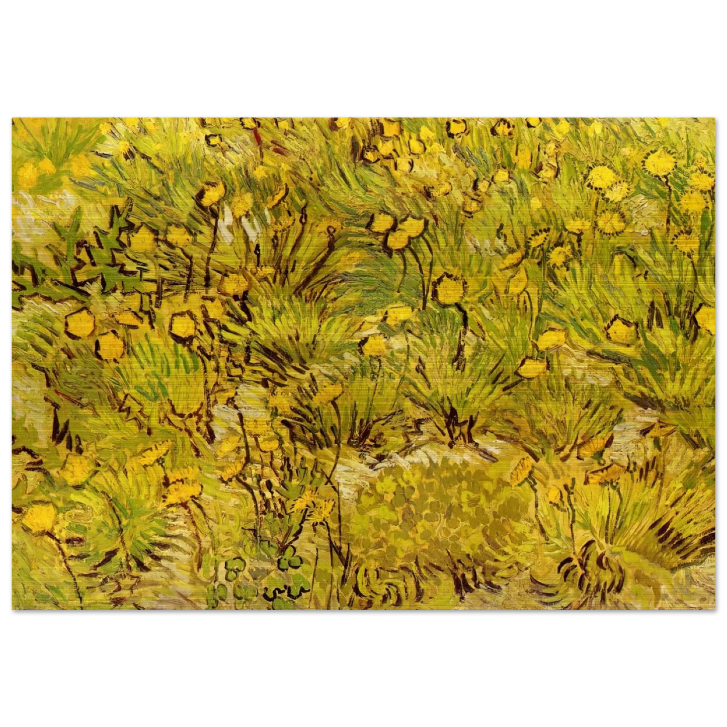 A Field of Yellow Flowers - Vincent van Gogh Brushed Aluminum Print - 70x100 cm / 28x40 inches | Vincent van Gogh Aluminum Print | Vincent van Gogh Prints