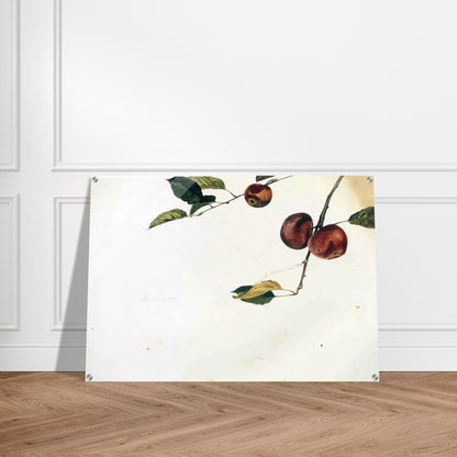 APPLES ON A BOUGH STUDY BEFORE PICKING - Andrew Wyeth Acrylic Print - 70x100 cm / 28x40″ inches