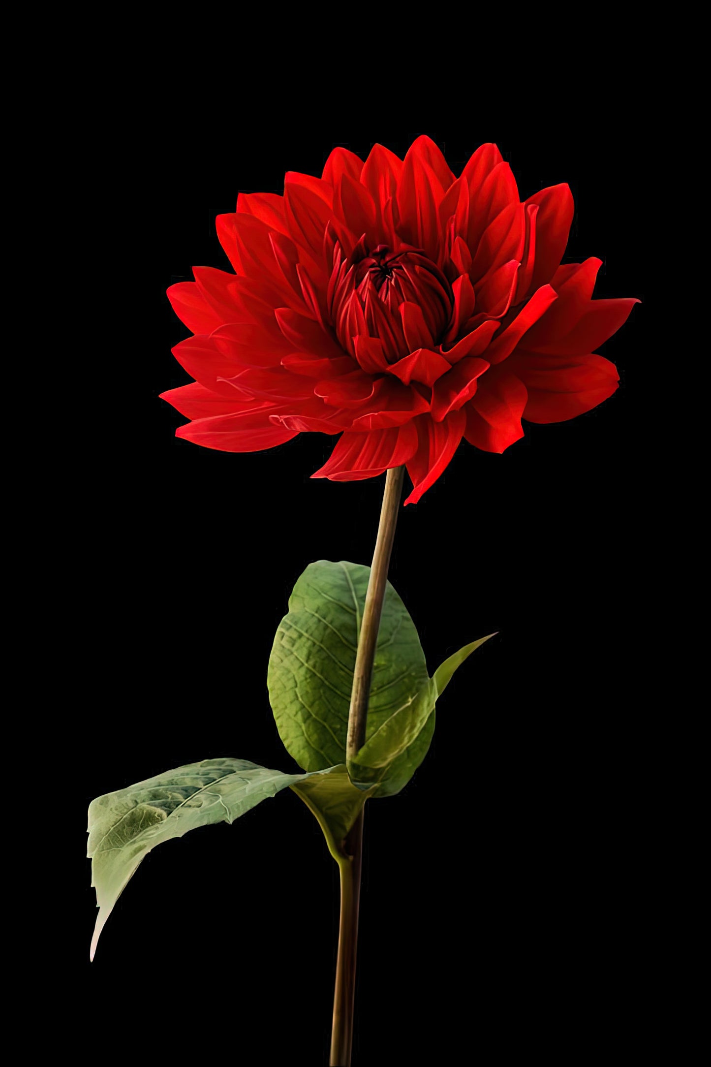 Flower with Black Background Art Print | RedKalion