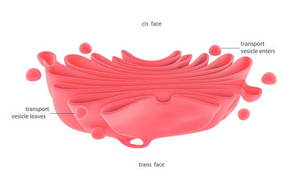 Golgi Apparatus Picture - Scientific Art Print | RedKalion