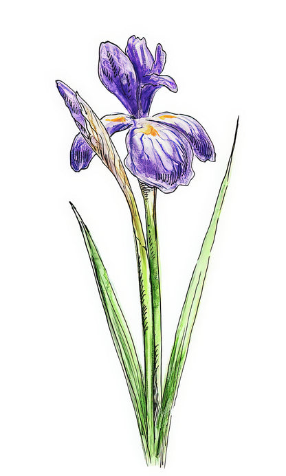 Watercolor Paintings of Irises: Fine Art Print | RedKalion
