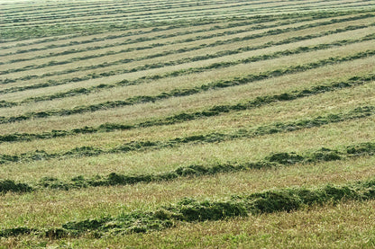 Wind Rows Art Print: Fine Art Print of Agricultural Landscapes | RedKalion