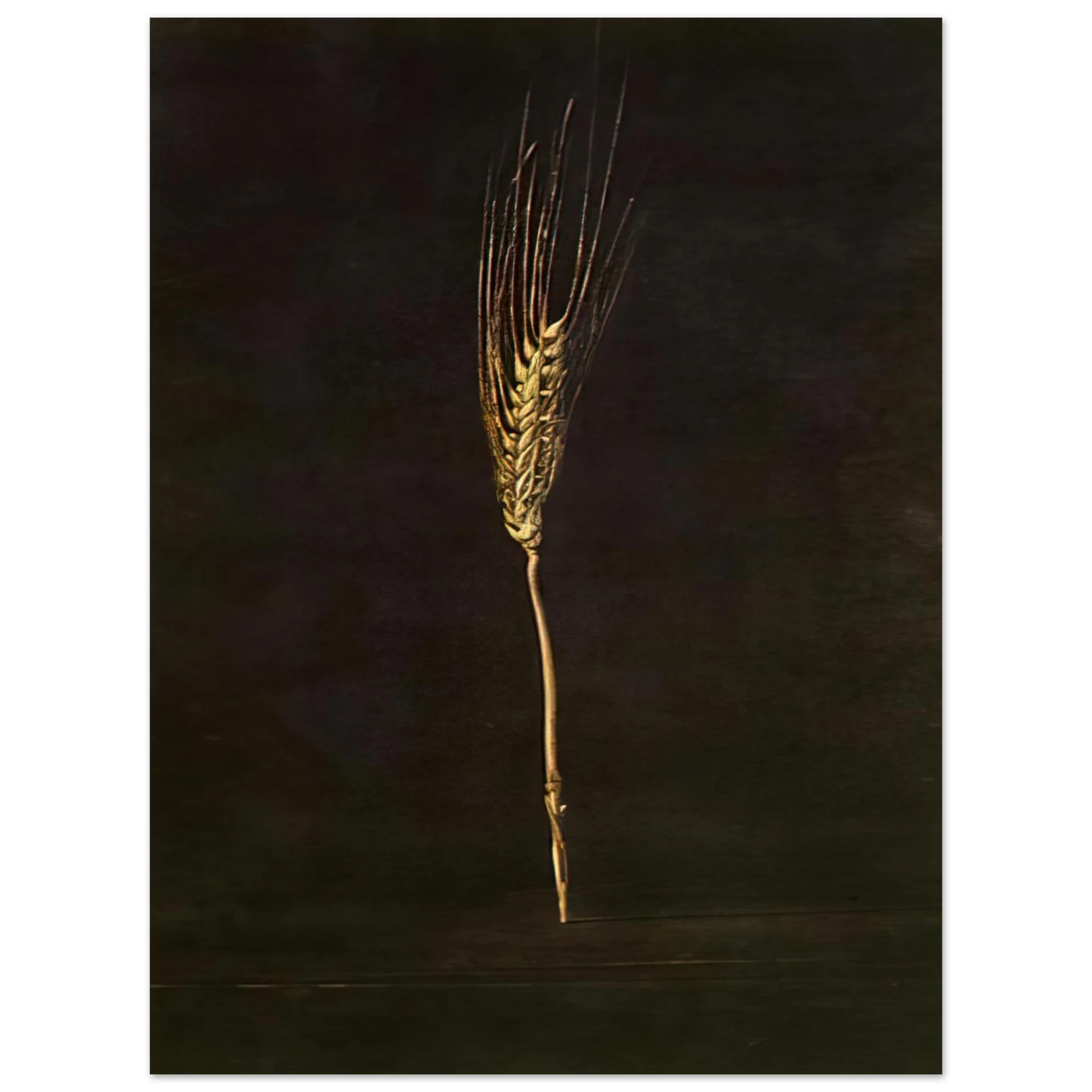 Salvador Dali - WHEAT EAR  75x100 cm / 30x40inches Fine Art Poster
