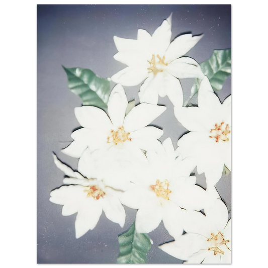 Andy Warhol - Christmas Poinsettias-White Fine Art Poster