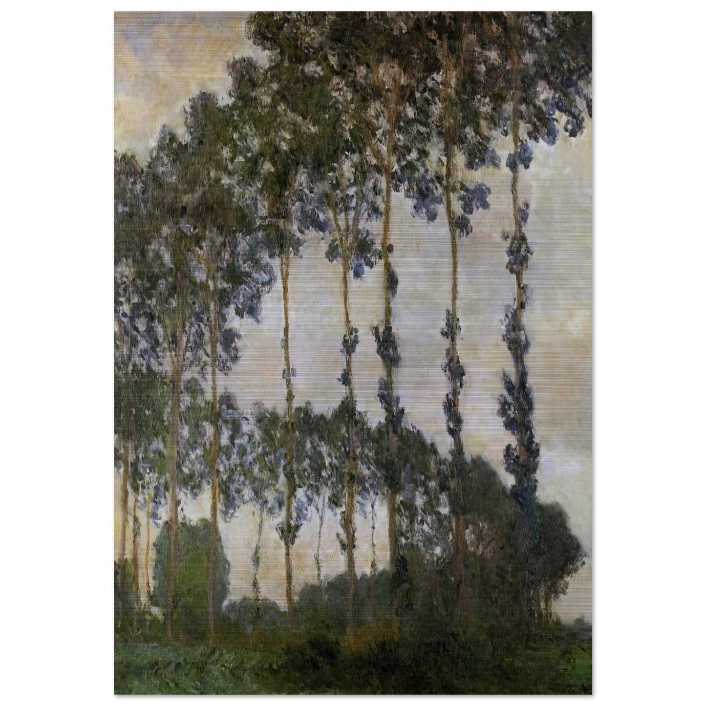 Poplars at Giverny - claude monet Brushed Aluminum Print - 70x100 cm / 28x40 inches | claude monet Aluminum Print | claude monet Prints