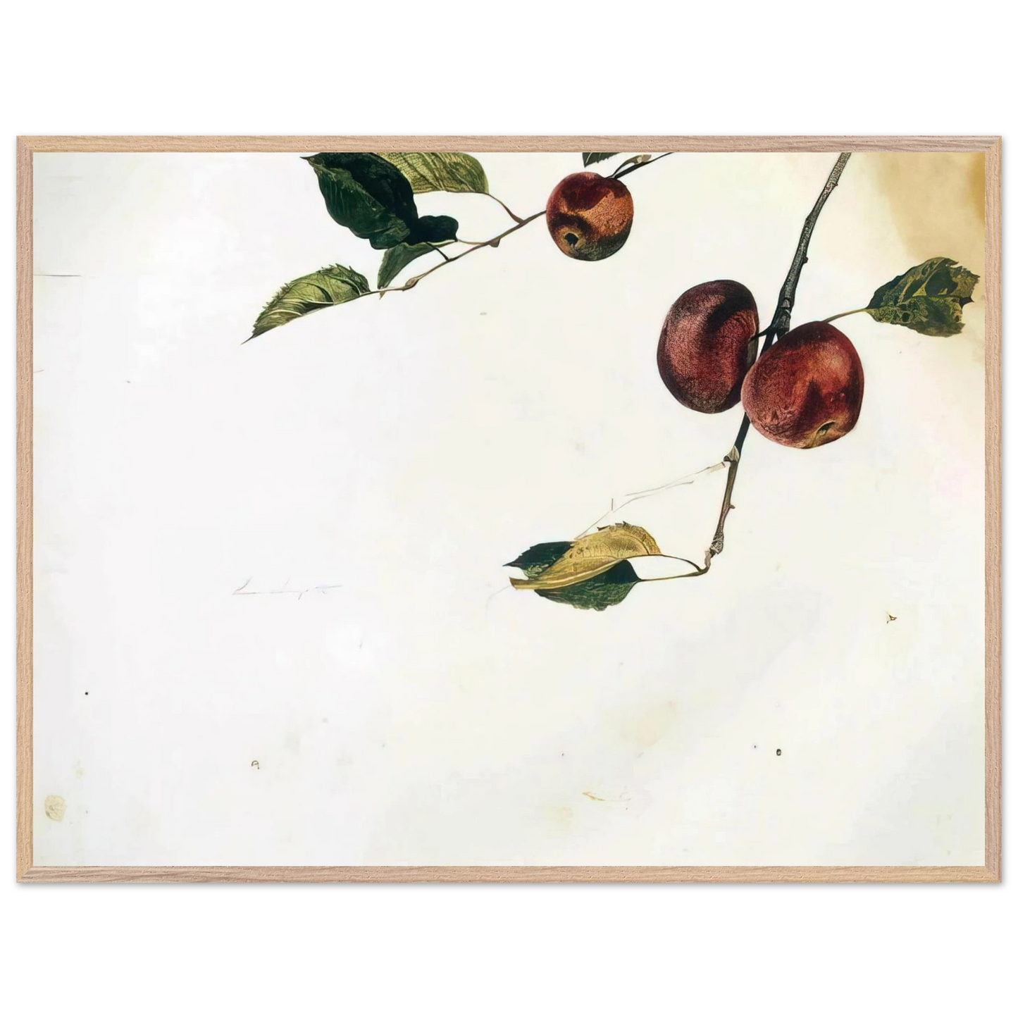 Andrew Wyeth - APPLES ON A BOUGH STUDY BEFORE PICKING Wall Art - 21x29.7 cm / 8x12" - Premium Wooden Framed Poster With Fine Art Paper - White frame