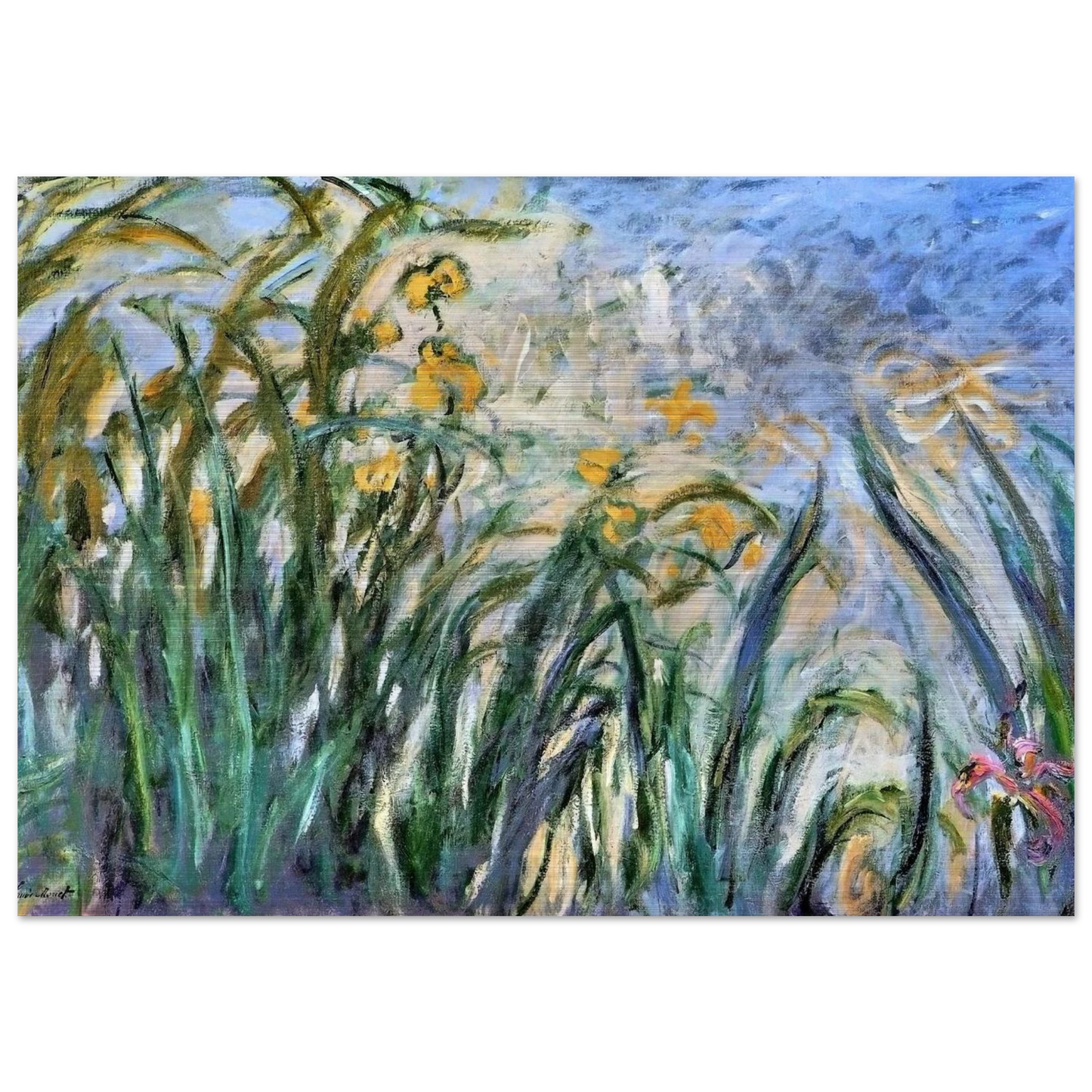 Yellow Irises and Malva - claude monet Brushed Aluminum Print - 70x100 cm / 28x40 inches | claude monet Aluminum Print | claude monet Prints